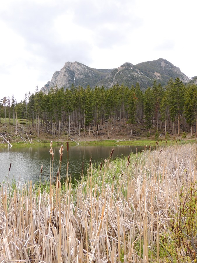 the happy crazy house