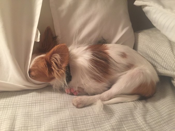 the happy crazy house archer