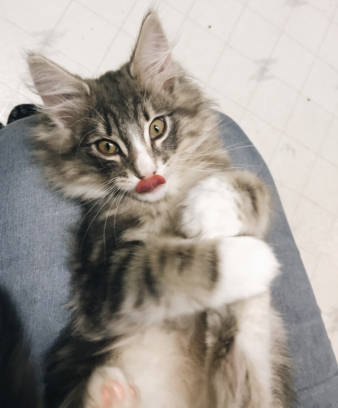 the happy crazy house norwegian forest cat Thorin