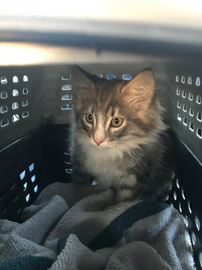 the happy crazy house norwegian forest cat Thorin
